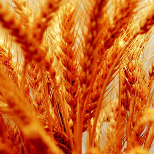 Winterweizen von 3-5 c/ha und mehr