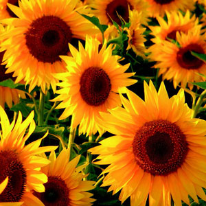 Sonnenblume 2-4 c/ha bis 7 c/ha
