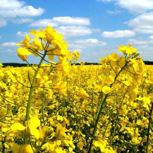 Raps 3-5 c/ha