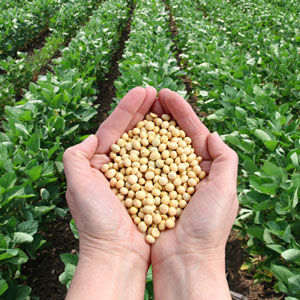 Soya 2-5 c/ha