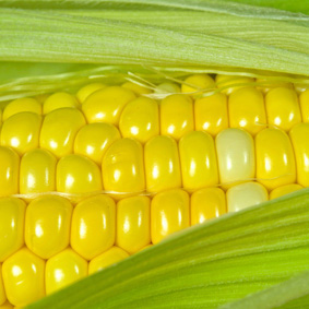 4-6 c/ha bis zu 15 c/ha