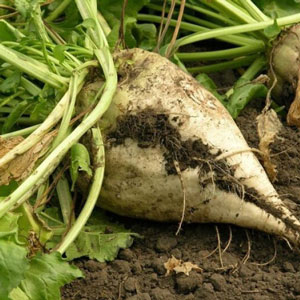 Zuckerbeet 40-70 c/ha